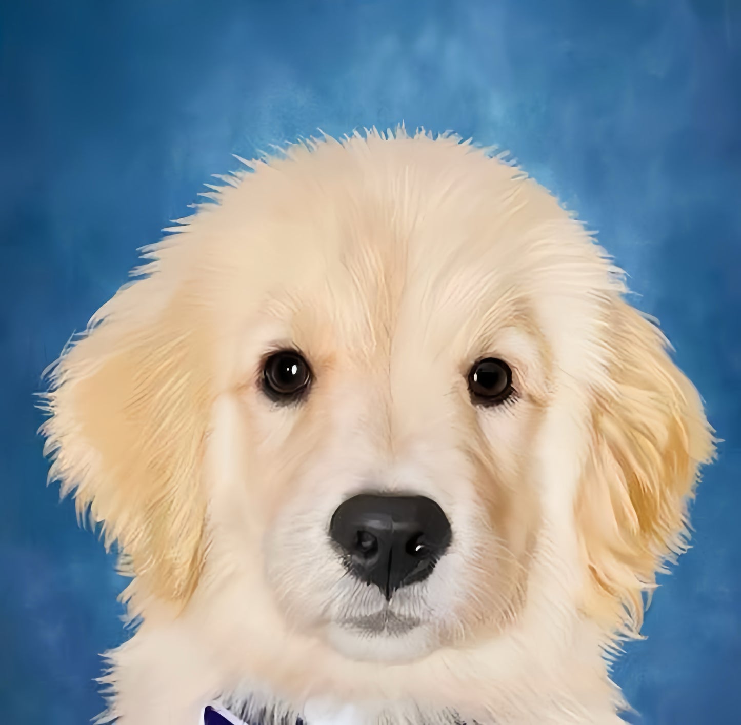 digital pet painting