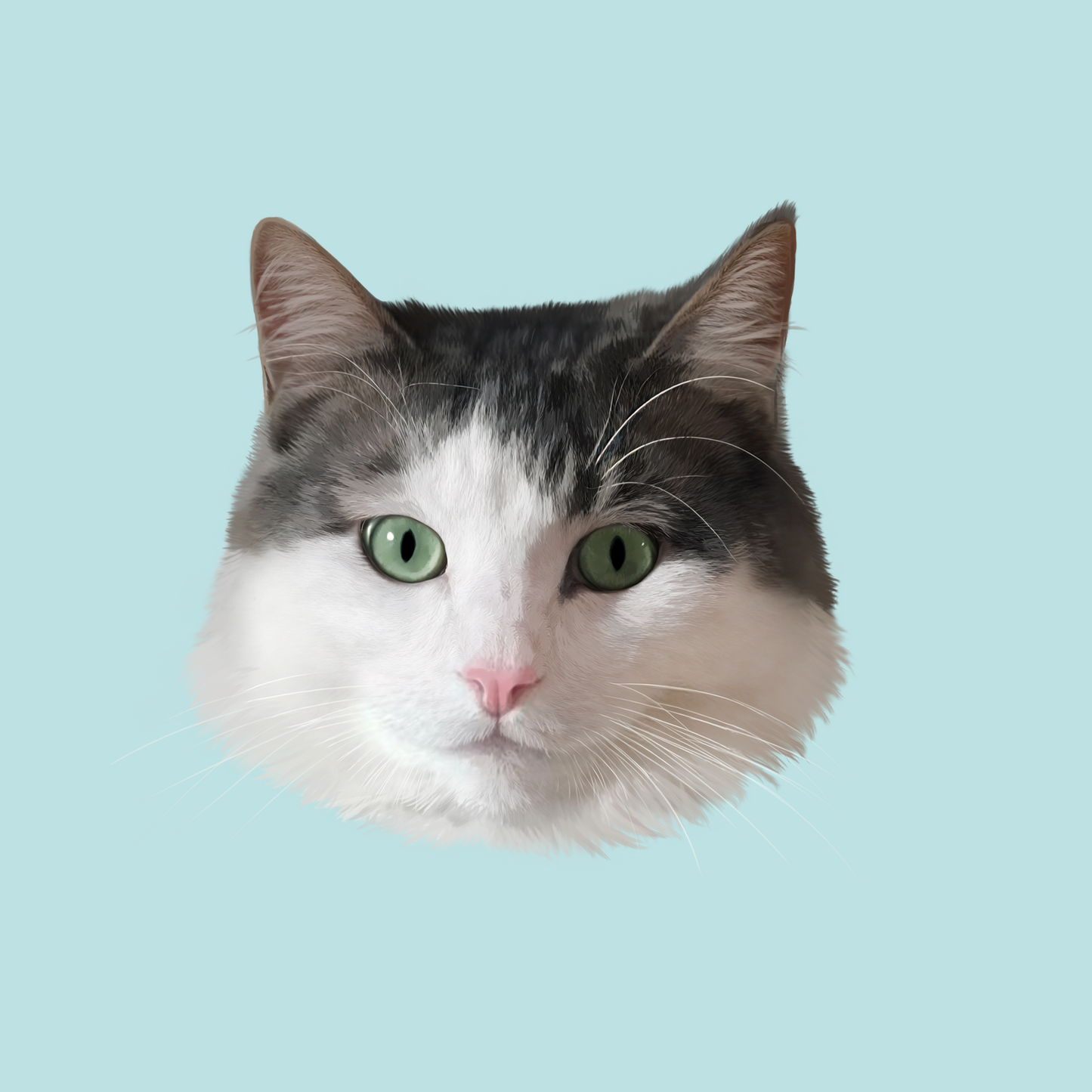 cat portrait, pet portrait 