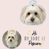 pet wall paper
