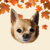 dog portrait